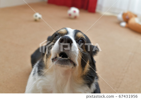 一條黑色的柯基犬狗，在室內用一個軟木墊向後靠在耳朵後面，在軟木墊上滾動著一個足球 67431956