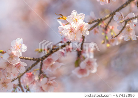 櫻花開始綻放 67432096
