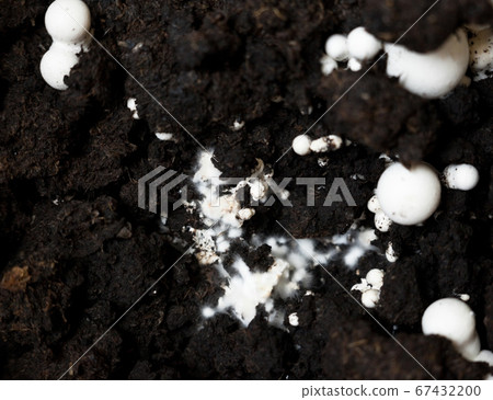 Button mushrooms in the ground 67432200
