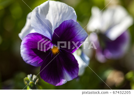 Purple white pansy flowers (Viola tricolor) Purple white pansy flowers (Viola tricolor) 67432205