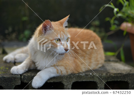 當我在花園裡放鬆時,我發現了一些獵物,看到了一隻棕色的諾拉貓,一隻看起來不錯的當地貓。 當我在花園裡放鬆時,我發現了一些獵物,看到了一隻棕色的諾拉貓,一隻看起來不錯的當地貓。 67432250