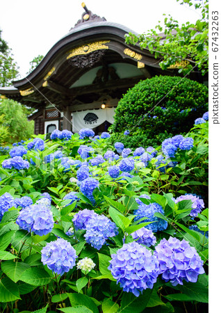 Unchangji Temple, full of hydrangea, Akita Prefecture Unchangji Temple, full of hydrangea, Akita Prefecture 67432263