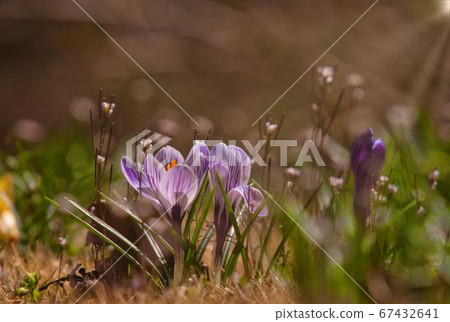 Crocus Crocus 67432641