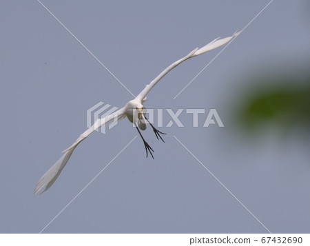 A white heron bird with its wings spread and flying toward the front A white heron bird with its wings spread and flying toward the front 67432690