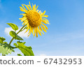 Sunflower or a yellow flower with blue sky sunny bright  day and a little cloudy sky 67432953