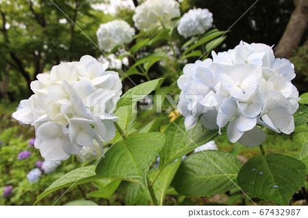 hydrangea   67432987