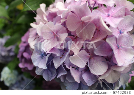 hydrangea   67432988