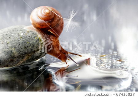 Cute little snail with dandelion seed on its shell 67433027