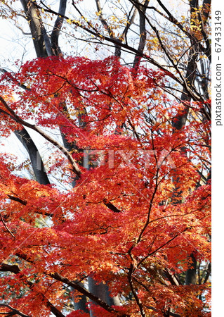 神奈川縣川崎市渡戶六棱故鄉森林秋天的落葉 67433149