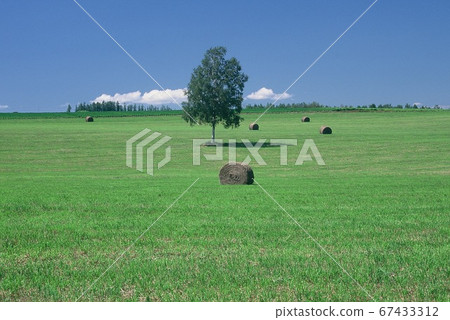Hokkaido's distant land and a tree Hokkaido's distant land and a tree 67433312