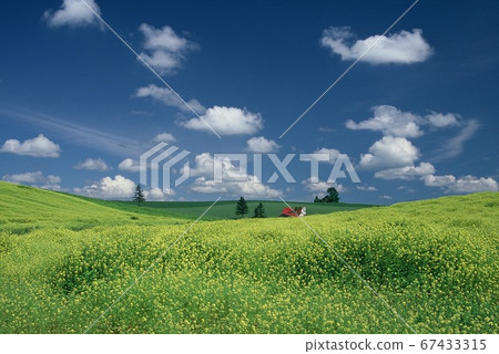 Mustard, blue sky and clouds of Biei in Hokkaido 67433315