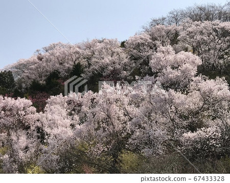 Cherry blossoms in full bloom in Fukushima Prefecture 67433328