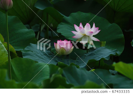 Early morning lotus flower blooming in lotus pond Early morning lotus flower blooming in lotus pond 67433335