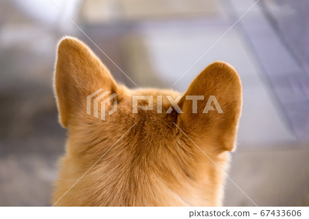 Close-up view from behind on ginger dog pricked up Close-up view from behind on ginger dog pricked up 67433606