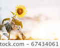 Nature view of a yellow sunflower during sunset have the light from the sun and the evening sky 67434061