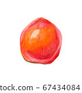 Food illustration with tomato. 67434084