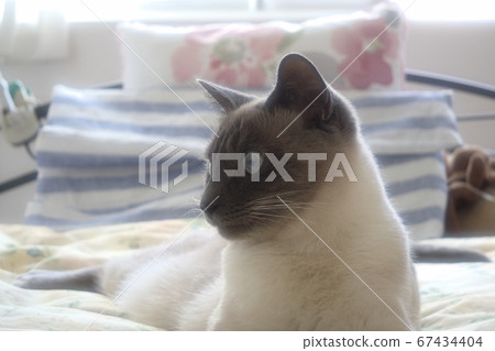 Cat relaxing on bed 67434404