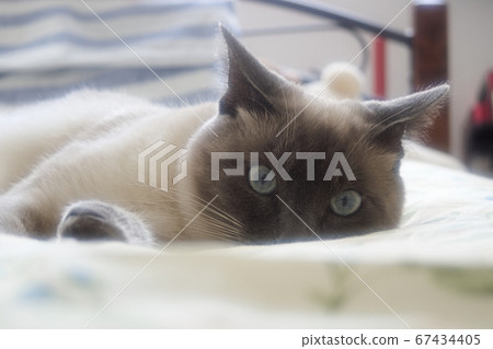 貓看著相機在床上放鬆 貓看著相機在床上放鬆 67434405