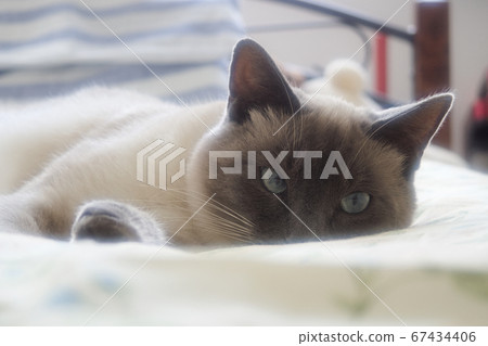 Cat relaxing on bed 67434406
