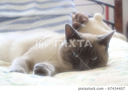 Cat looking at camera relaxing on bed 67434407