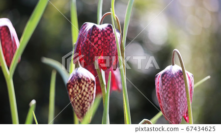 Furichiraria Furichiraria 67434625