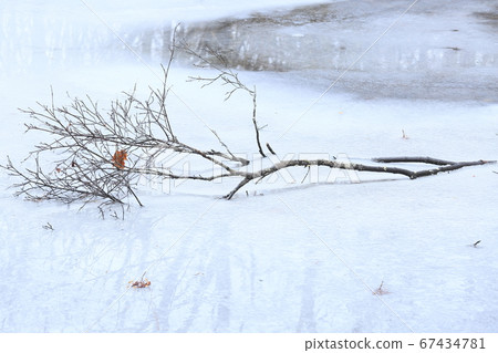 Kuchiki closed in a freezing pond of the Hokkaido University Tomakomai Research Forest in Tomakomai City, Hokkaido 67434781