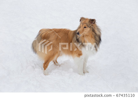 Cute scotch collie is standing on a white snow. 67435110