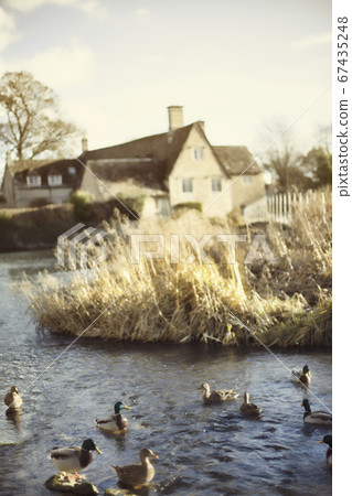 Soft focus on ducks in the lake bathing under the morning light, Taken in a rural area in UK. Soft focus on ducks in the lake bathing under the morning light, Taken in a rural area in UK. 67435248