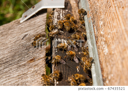 Plenty of bees at the entrance of beehive in Plenty of bees at the entrance of beehive in 67435521