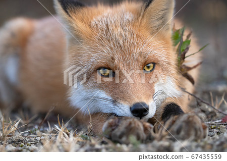 Red fox hokkaido Red fox hokkaido 67435559