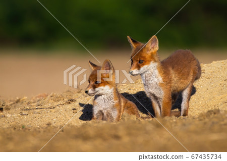 Red fox siblings standing on den during the summer. Red fox siblings standing on den during the summer. 67435734