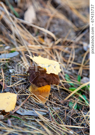 Wild edible bay bolete known as imleria badia or Wild edible bay bolete known as imleria badia or 67435737