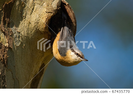 Little eurasian nuthatch leaving nest on tree in summer. Little eurasian nuthatch leaving nest on tree in summer. 67435770