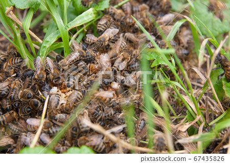 Bees and wasp swarming on honey drops in green 67435826