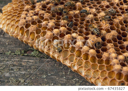 Close up view of the working bee on the honeycomb Close up view of the working bee on the honeycomb 67435827
