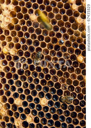 Close up view of the working bee on the honeycomb 67435829