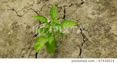 Drought dry field capsicum annuum peppers green red bell sweet or chillies Pilipili Hoho farm land vegetables, drying up soil cracked, climate change, environmental disaster earth cracks 67436014