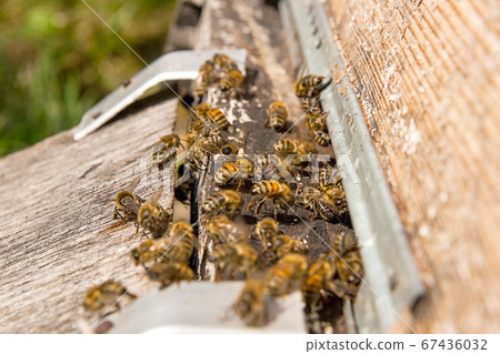 Plenty of bees at the entrance of beehive in Plenty of bees at the entrance of beehive in 67436032
