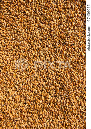 Grains of wheat in close up view perfect 67436055