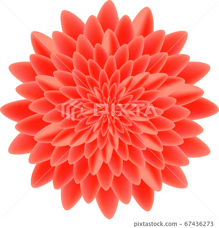 Red peony isolated on white background vector Red peony isolated on white background vector 67436273