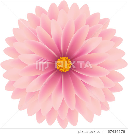 Pikn gentle flower natural chrysanthemum vector Pikn gentle flower natural chrysanthemum vector 67436276