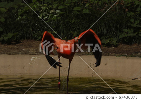 火烈鳥 67436373