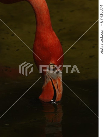 火烈鳥 火烈鳥 67436374