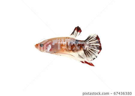 Betta fish (Koi form) Betta fish (Koi form) 67436380