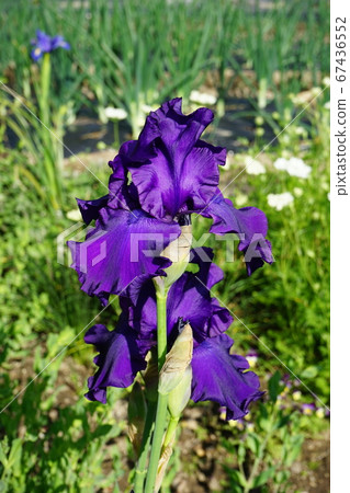 German iris flower German iris flower 67436552