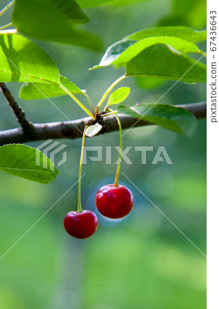 Red cherry on branch before harvesting in early Red cherry on branch before harvesting in early 67436643