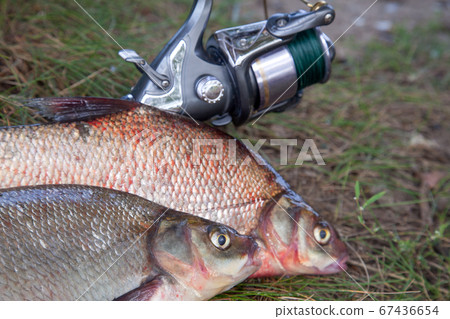 Successful fishing - two big freshwater bream Successful fishing - two big freshwater bream 67436654