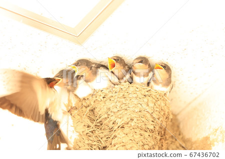 Swallow's nest 67436702