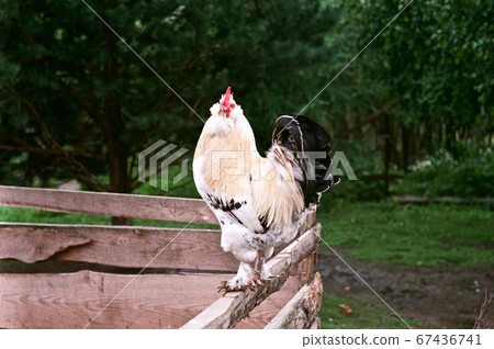 rooster on a wooden fence rooster on a wooden fence 67436741