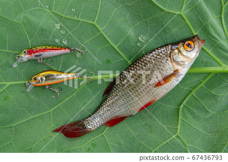 Common rudd fish and fishing baits on natural Common rudd fish and fishing baits on natural 67436793